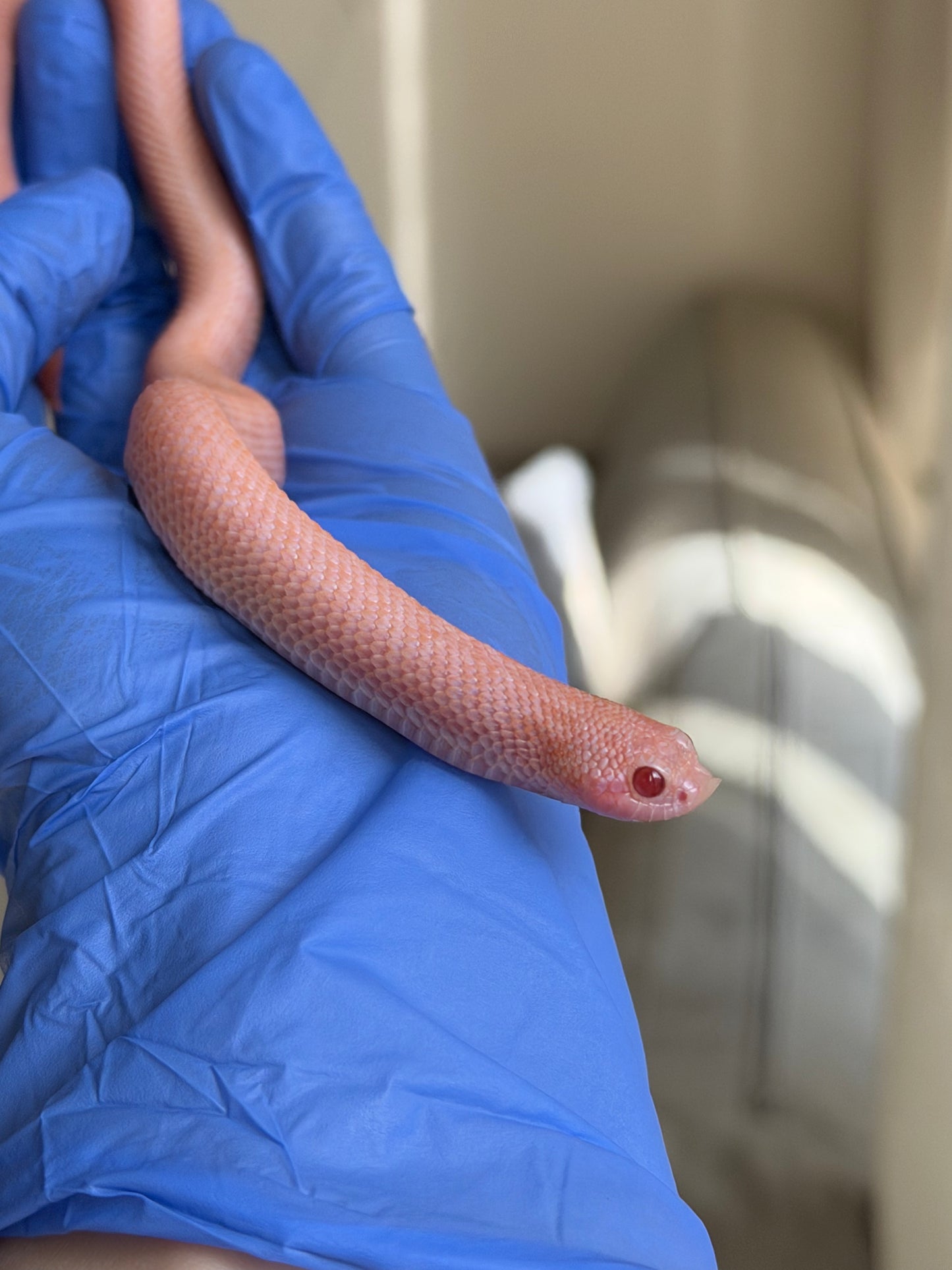 2025 超級北極太陽爆炸 ♀ (H25212)