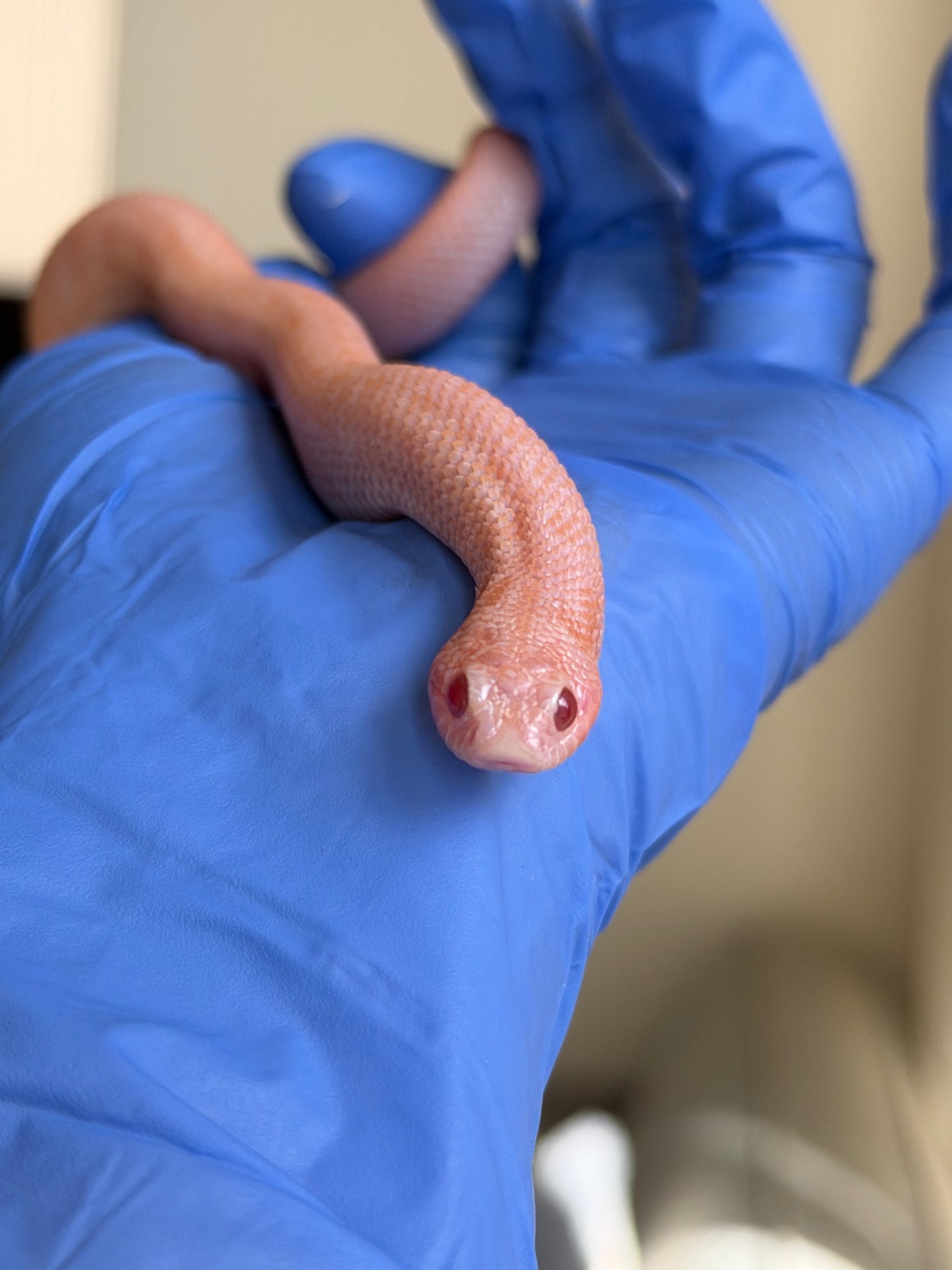 2025 超級北極太陽爆炸 ♀ (H25212)