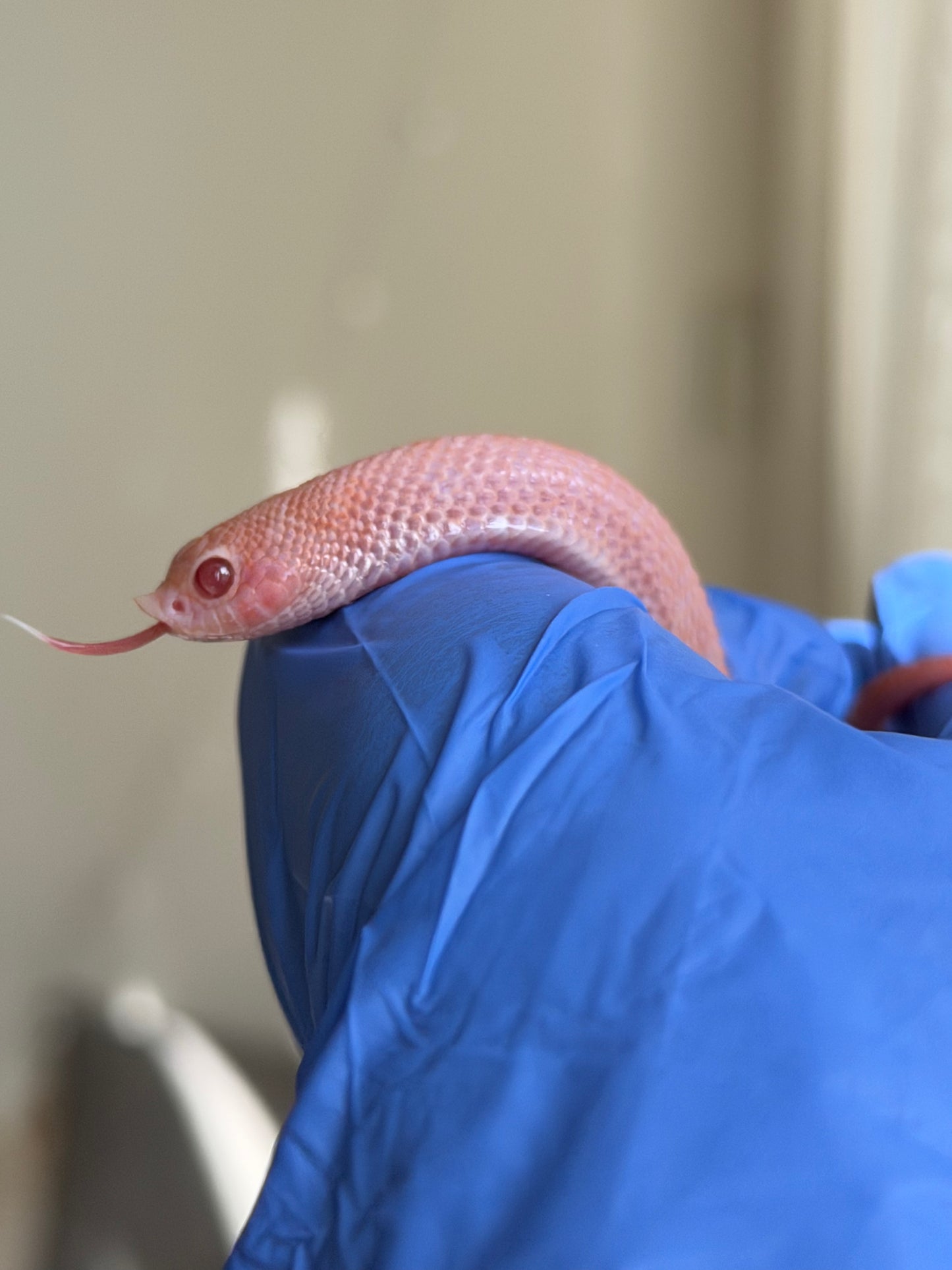 2025 超級北極太陽爆炸 ♀ (H25212)