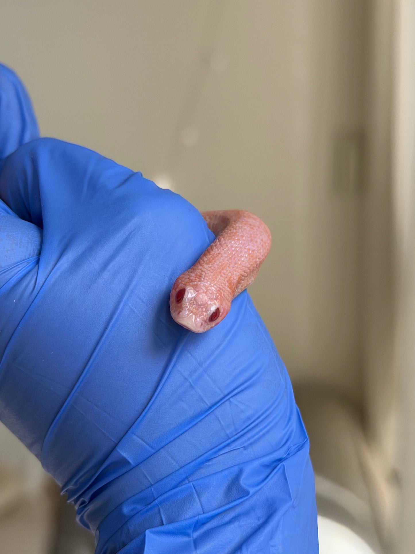 2025 超級北極太陽爆炸 ♀ (H25212)