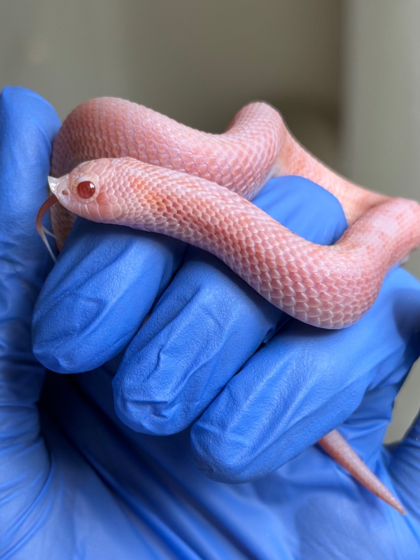 2025 超級北極太陽爆炸 ♂ (H25213)