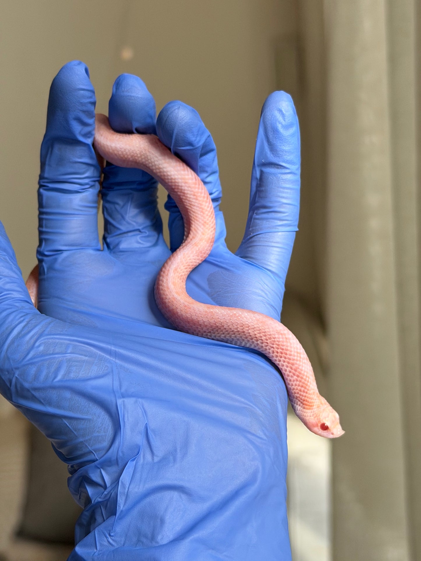 2025 超級北極太陽爆炸 ♂ (H25213)