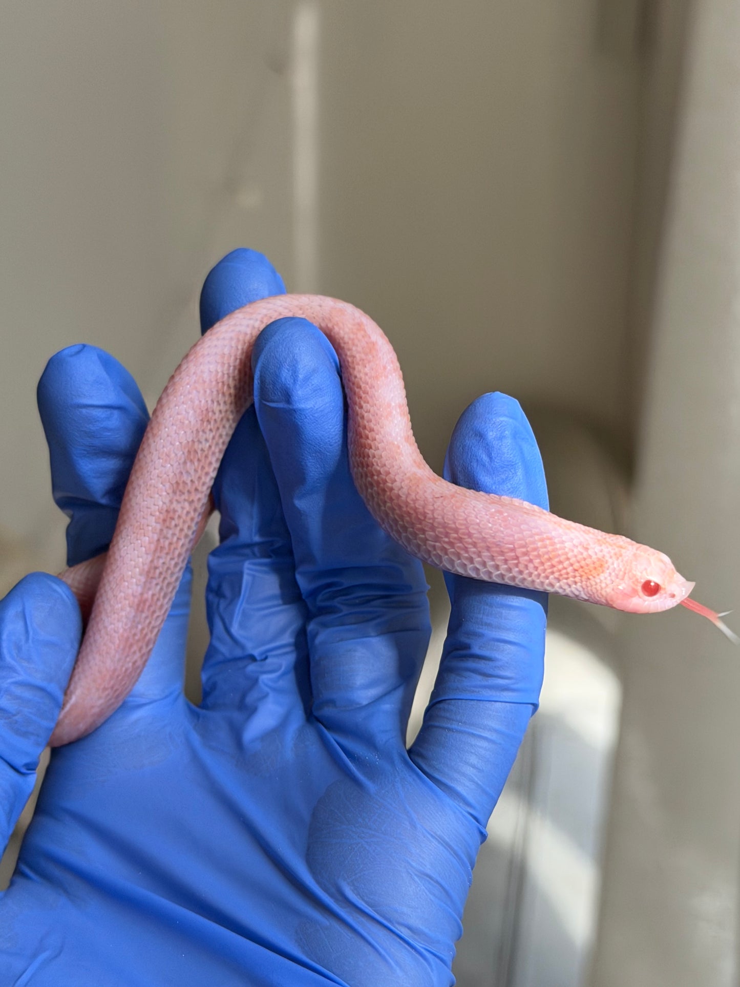 2025 超級北極太陽爆炸 ♂ (H25213)