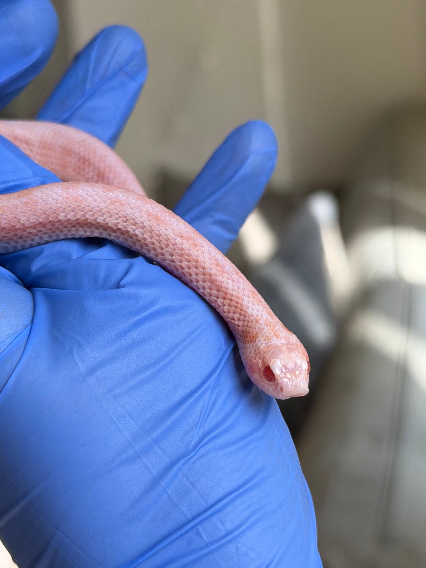 2025 超級北極太陽爆炸 ♂ (H25213)