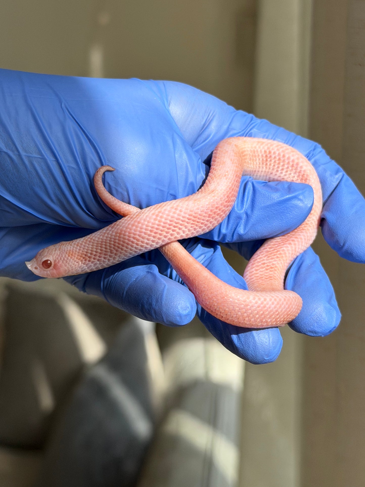 2025 超級北極太陽爆炸 ♂ (H25213)