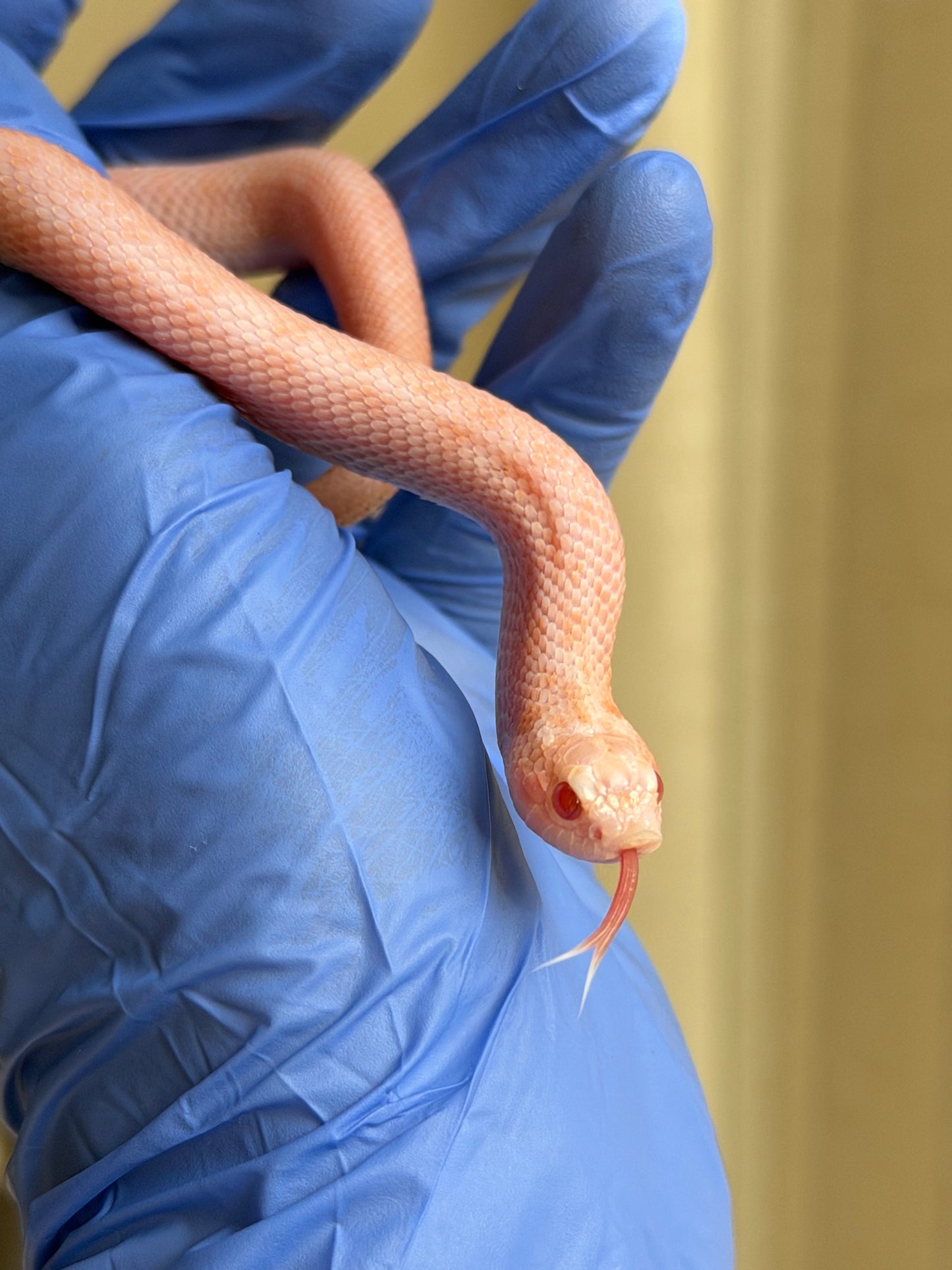 2025 超級北極太陽爆炸 ♂ (H25213)