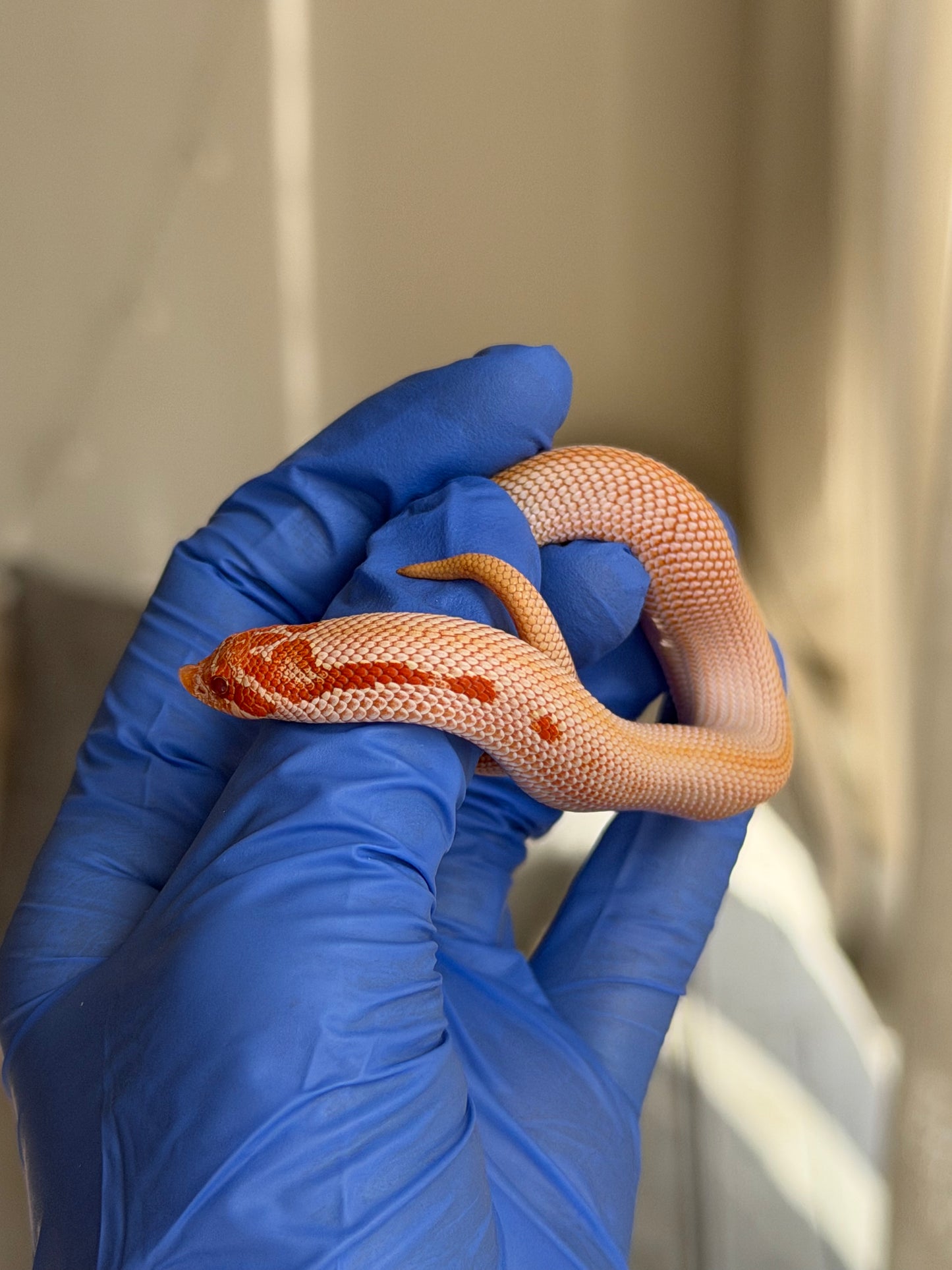 2025 白化超級康達50%彩色爆風血系66%ph瑞士巧克力 ♀ (H25442)