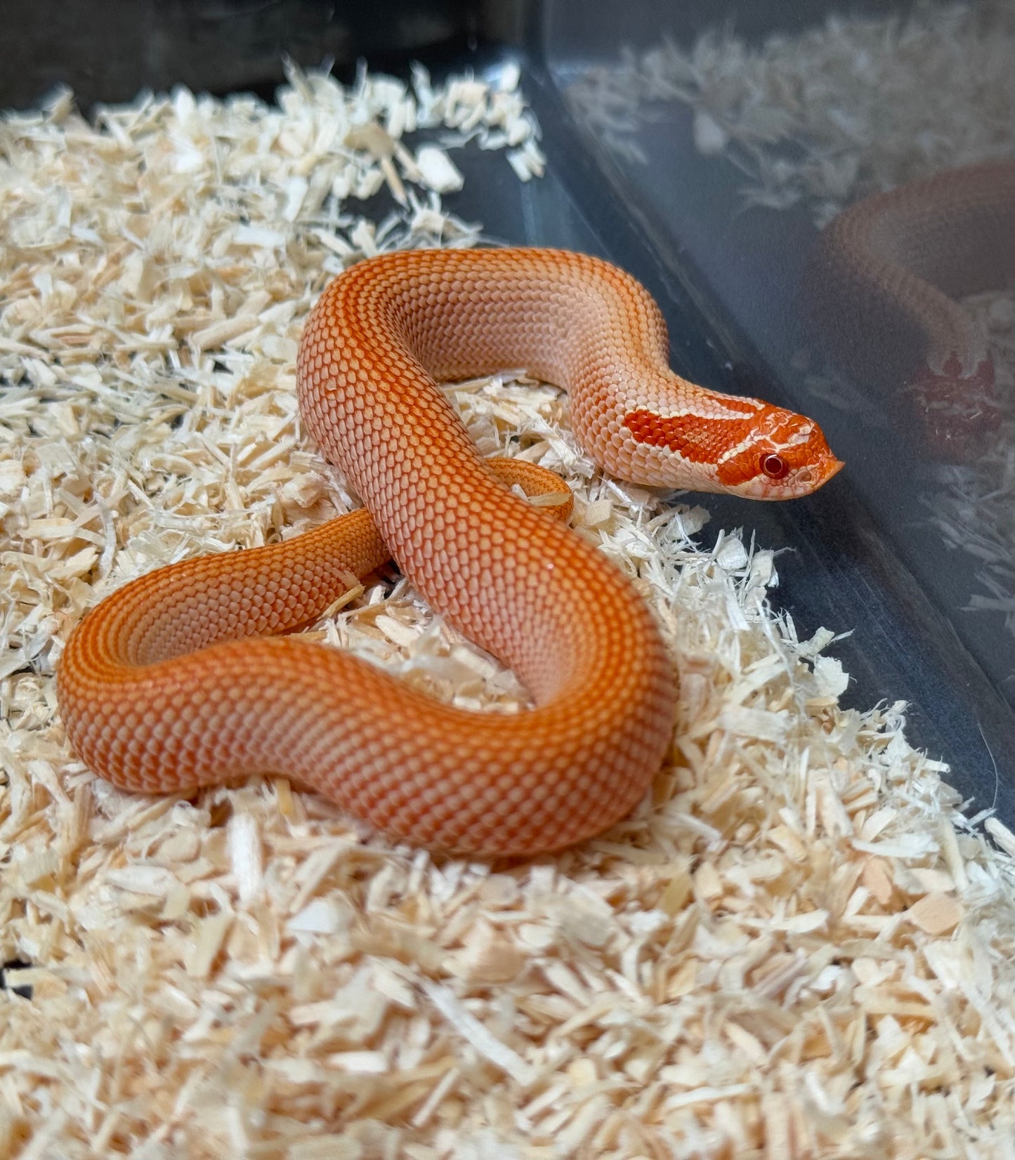 2025 彩色爆風血系白化超級康達 ♂ (H25373)