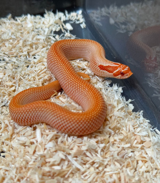 2025 彩色爆風血系白化超級康達 ♂ (H25373)