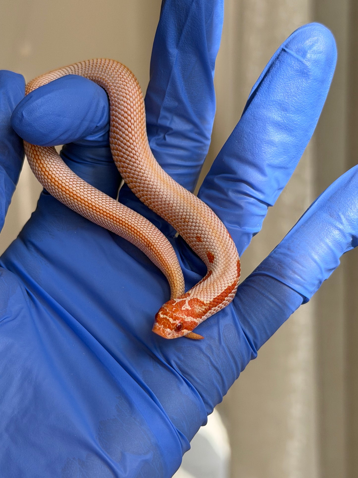 2025 白化超級康達50%彩色爆風血系66%ph瑞士巧克力 ♀ (H25442)