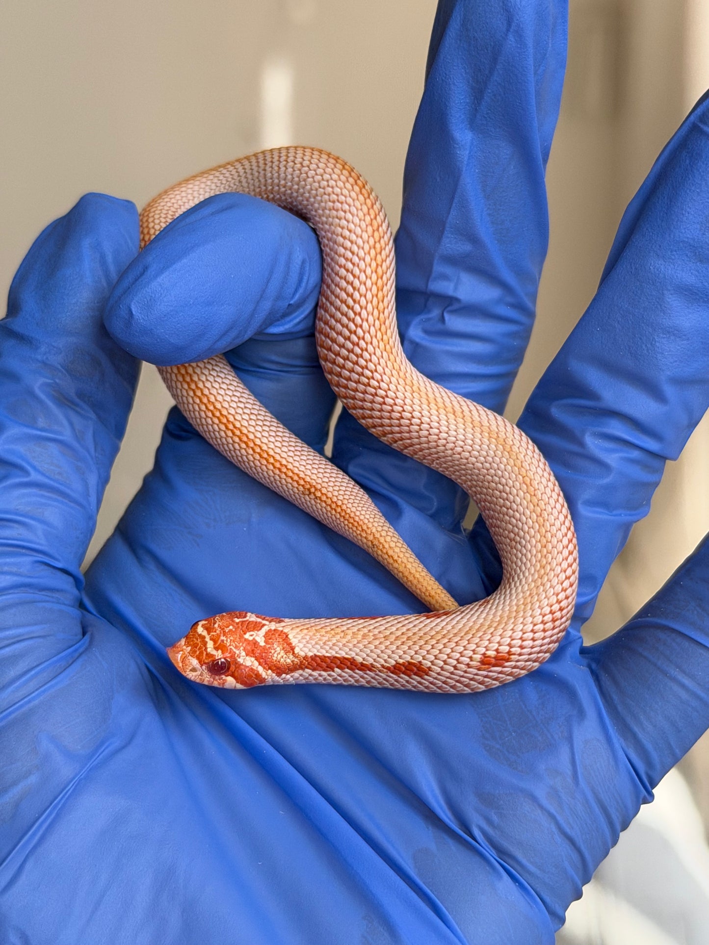 2025 白化超級康達50%彩色爆風血系66%ph瑞士巧克力 ♀ (H25442)