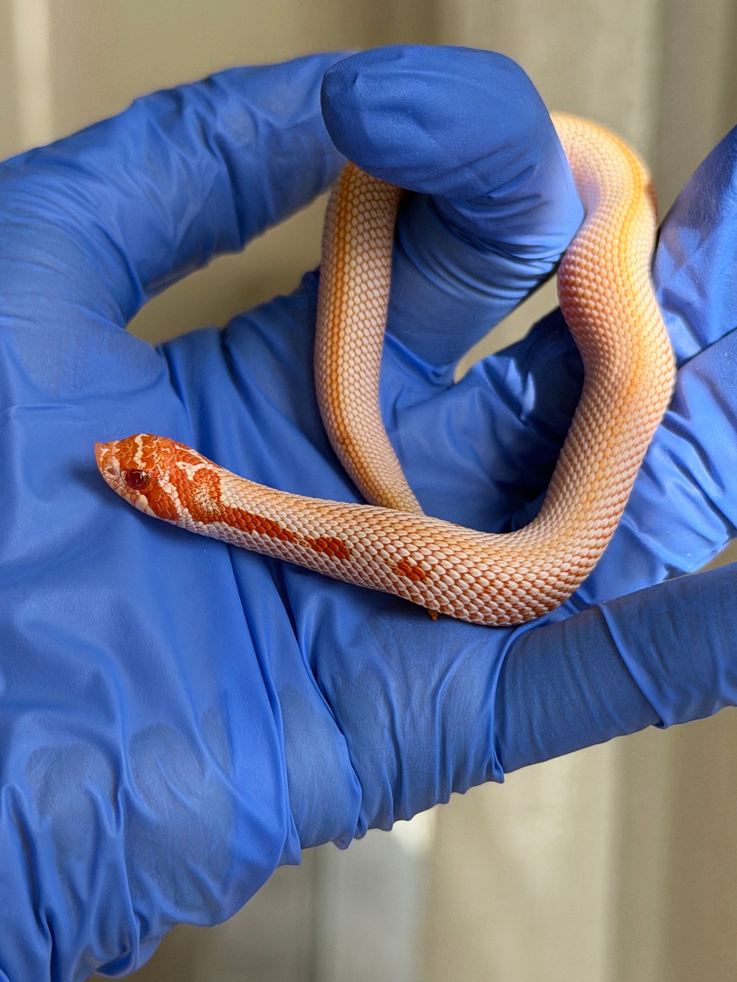 2025 白化超級康達50%彩色爆風血系66%ph瑞士巧克力 ♀ (H25442)