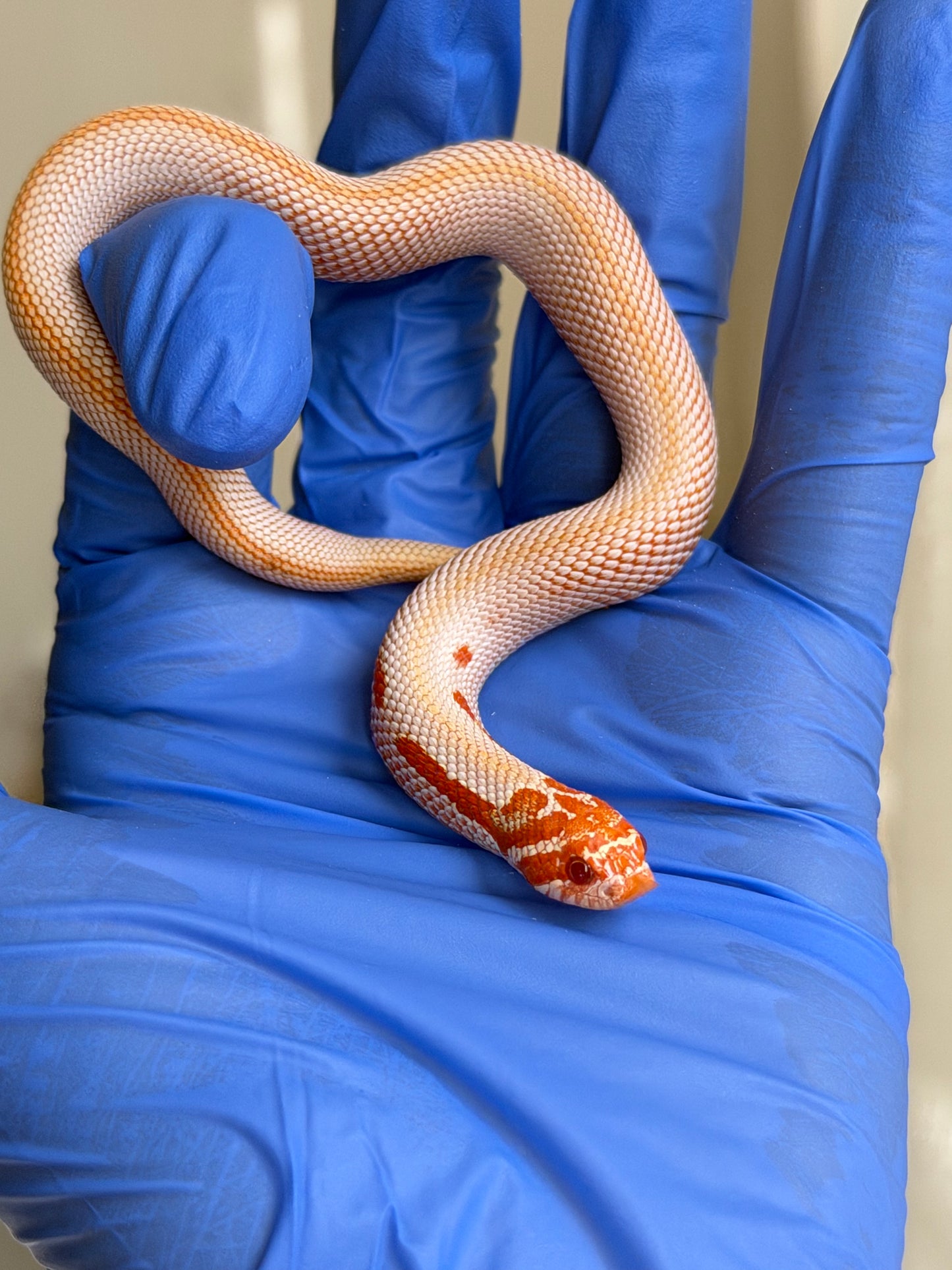 2025 白化超級康達50%彩色爆風血系66%ph瑞士巧克力 ♀ (H25442)