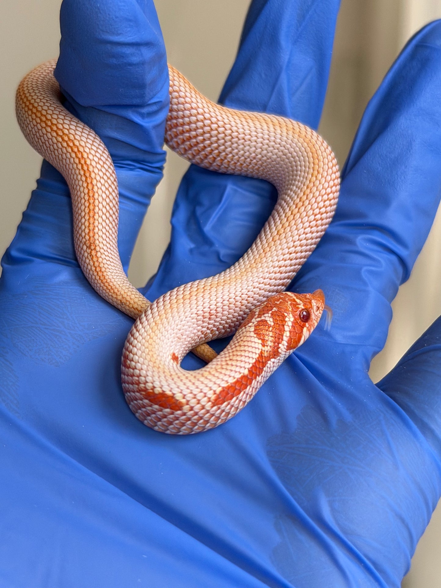 2025 白化超級康達50%彩色爆風血系66%ph瑞士巧克力 ♀ (H25442)