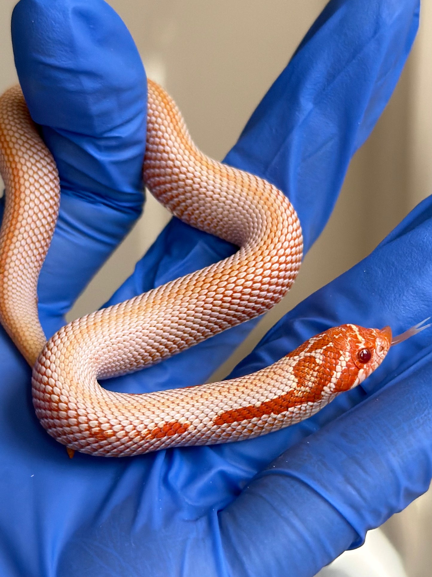 2025 白化超級康達50%彩色爆風血系66%ph瑞士巧克力 ♀ (H25442)