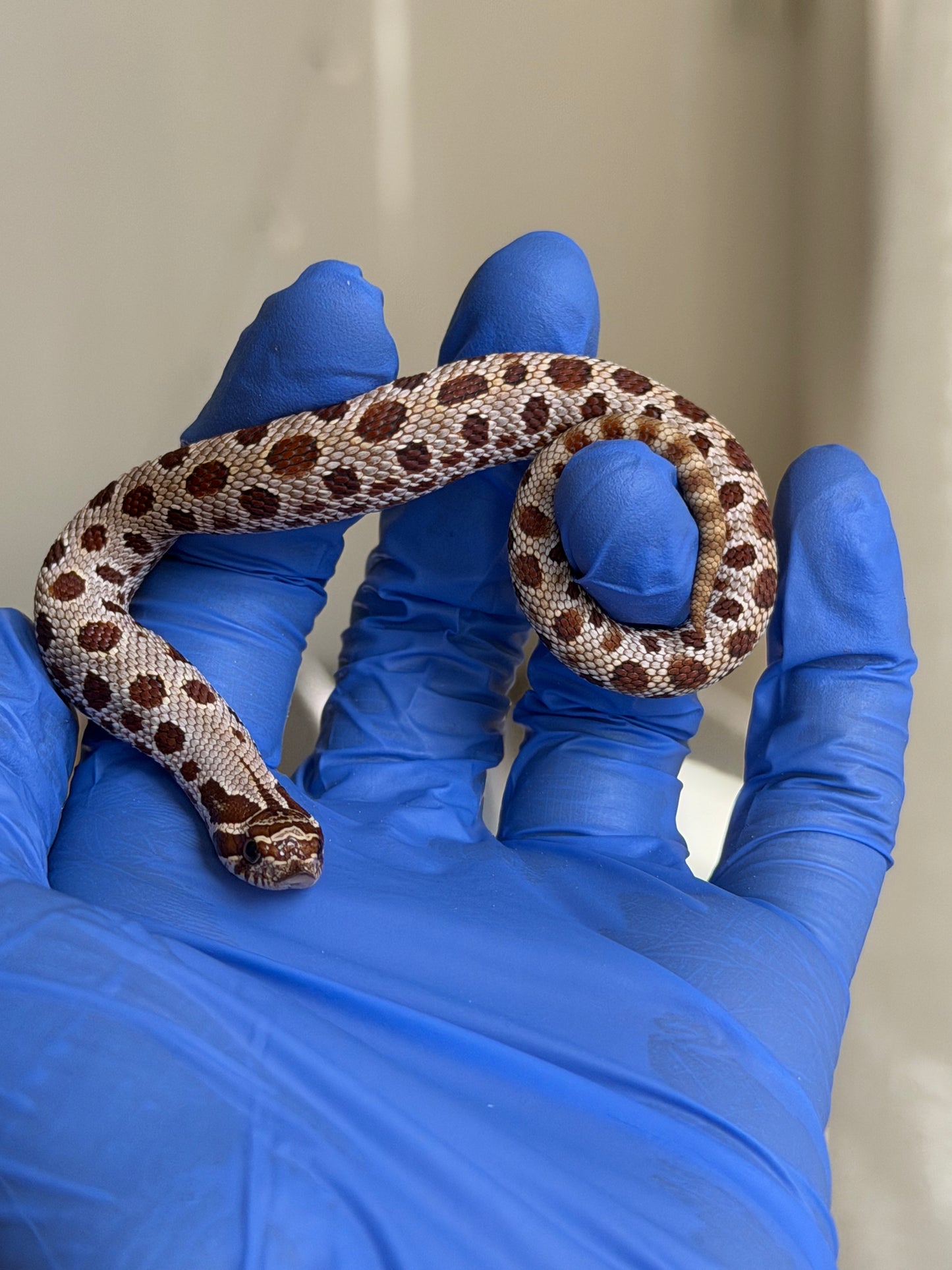 2025 康達66%ph巧克力66%ph白化, 50%彩色爆風血系 ♂ (H25445)