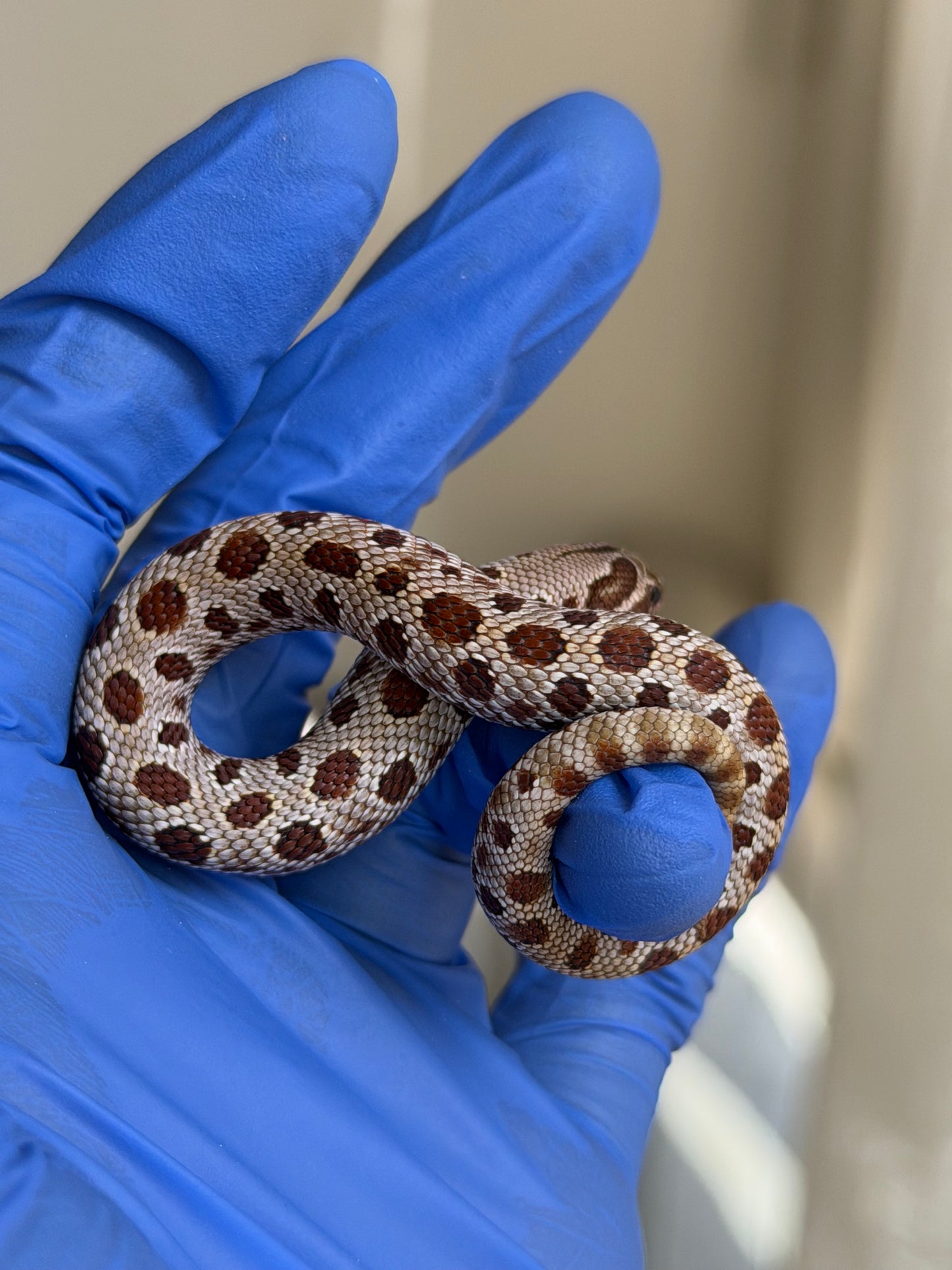 2025 康達66%ph巧克力66%ph白化, 50%彩色爆風血系 ♂ (H25445)