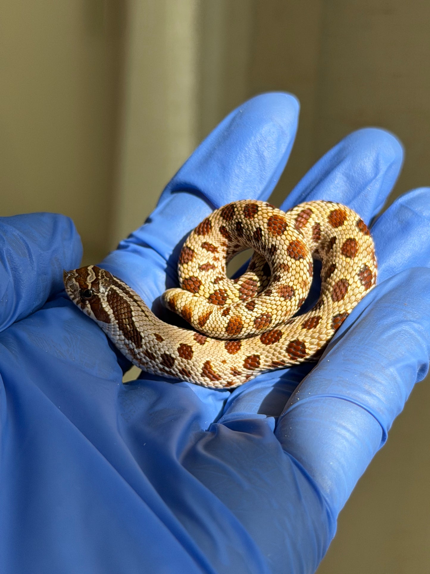 2025 康達66%ph巧克力66%ph白化, 50%彩色爆風血系 ♂ (H25445)