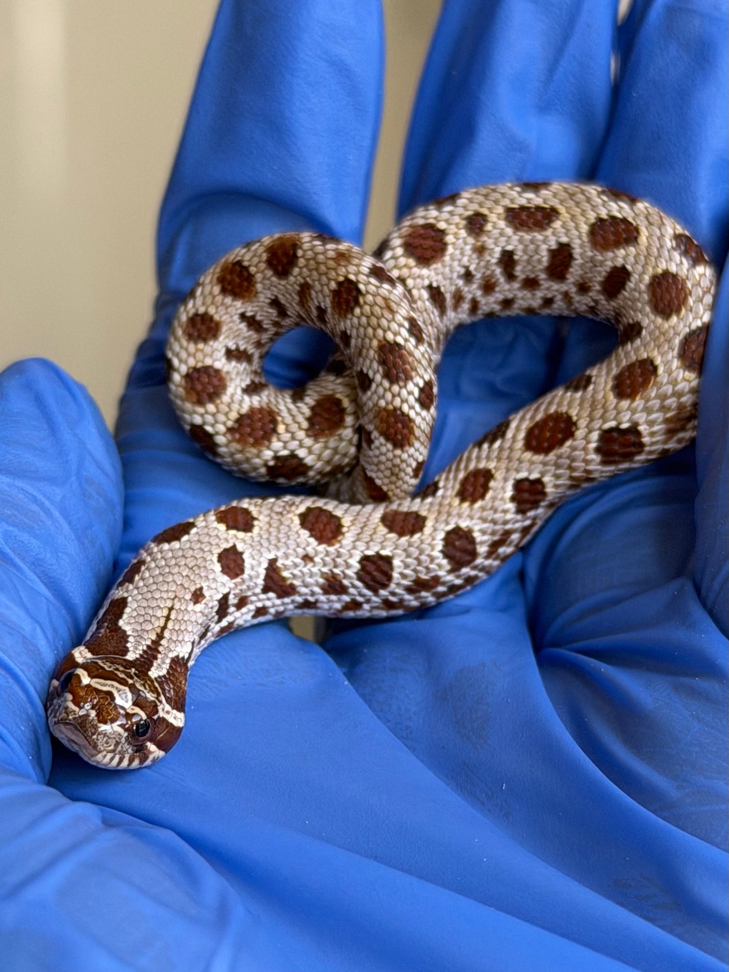 2025 康達66%ph巧克力66%ph白化, 50%彩色爆風血系 ♂ (H25445)