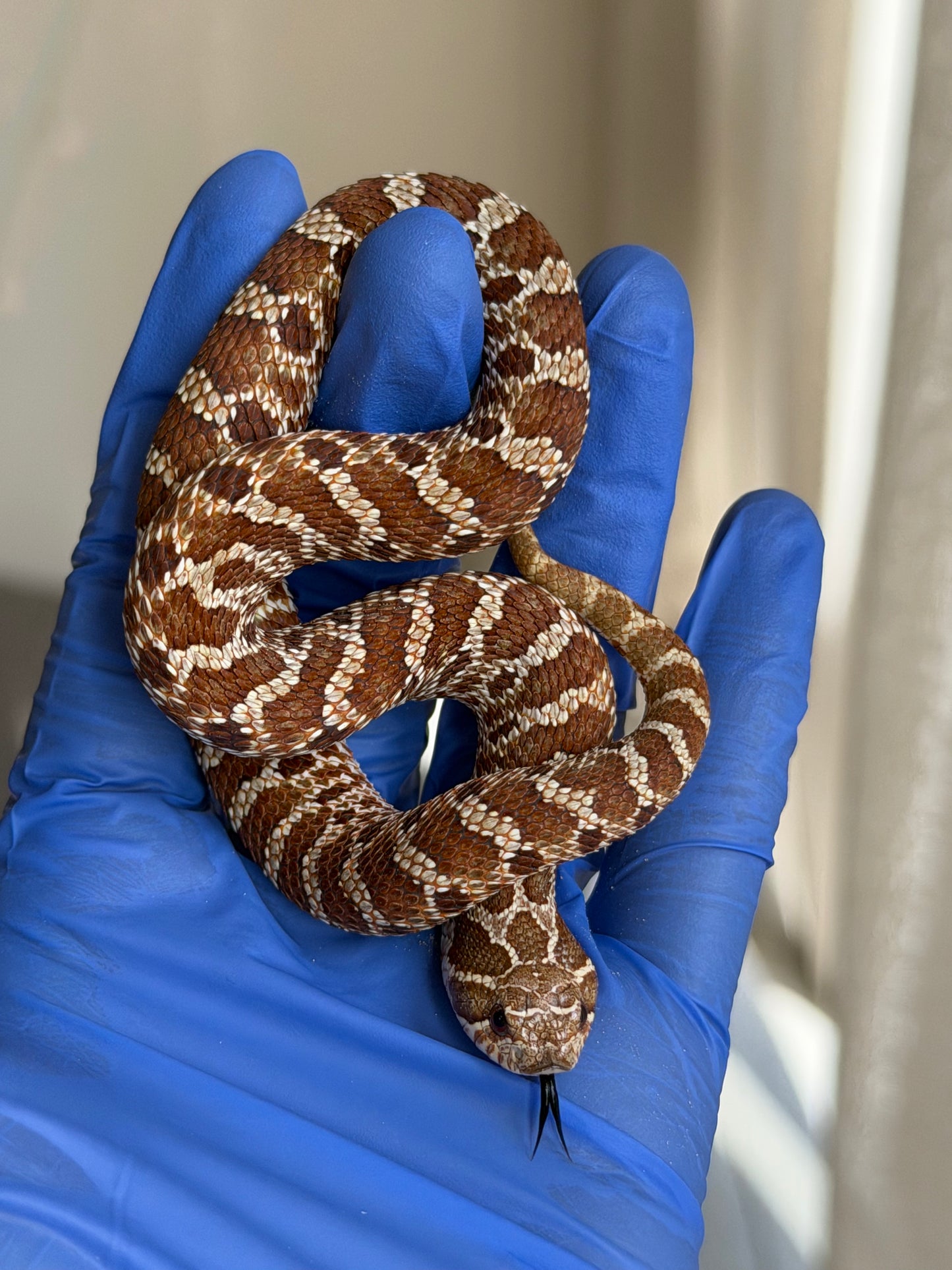 2025 紫紅極端紅X純血沃瑪Cross F1 ♀ (H25051)