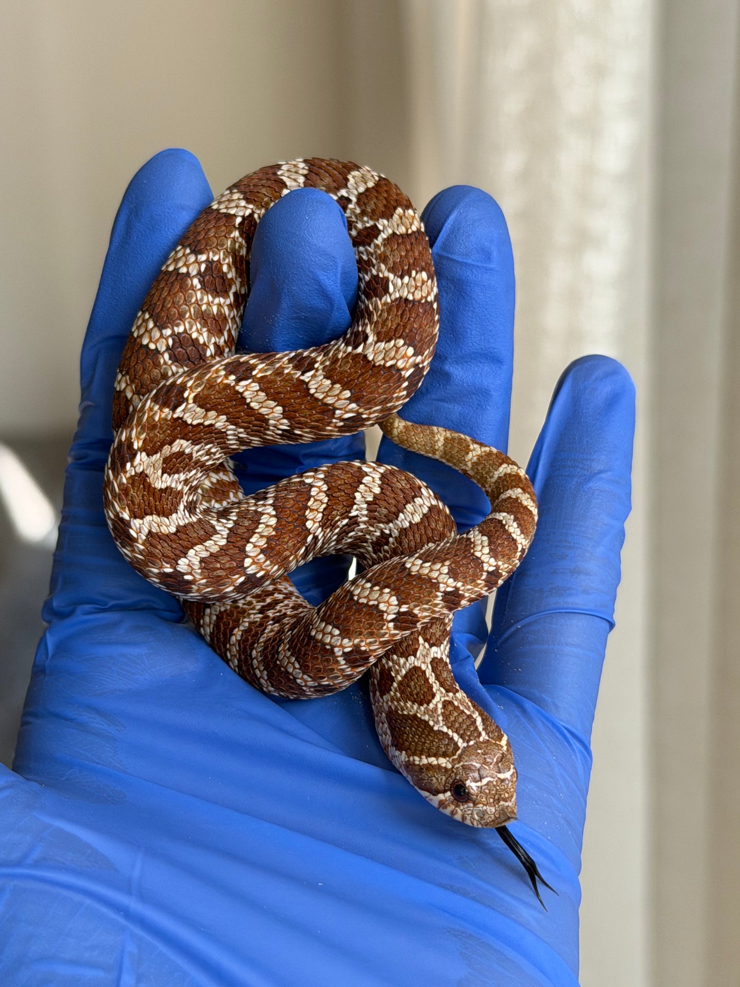 2025 紫紅極端紅X純血沃瑪Cross F1 ♀ (H25051)