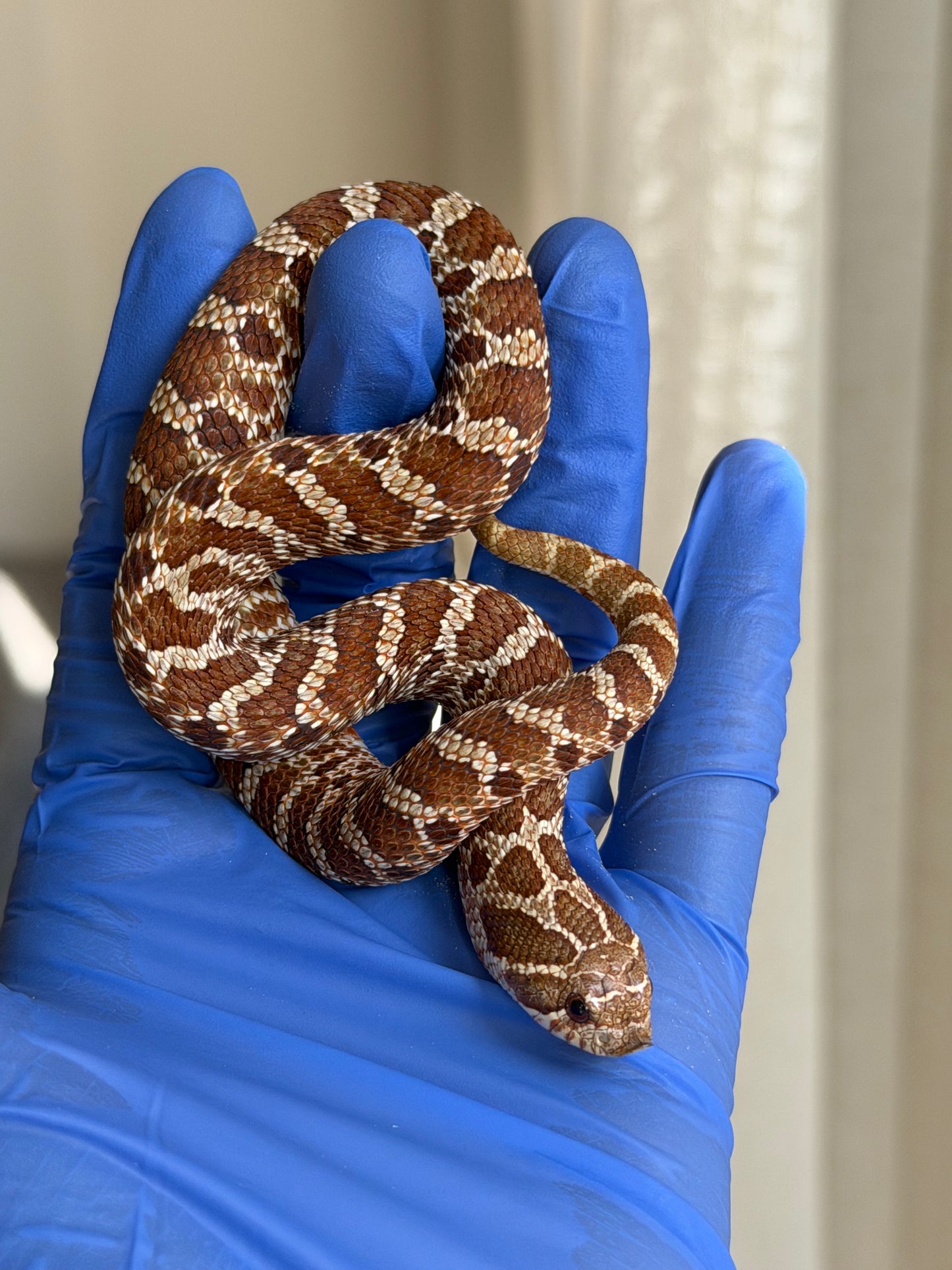 2025 紫紅極端紅X純血沃瑪Cross F1 ♀ (H25051)