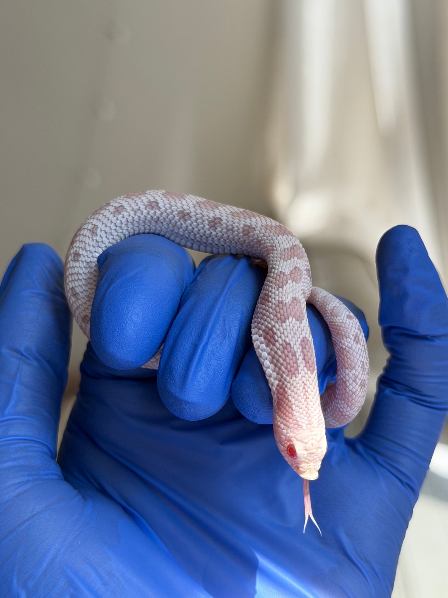 Snow Conda 66%ph Hypo