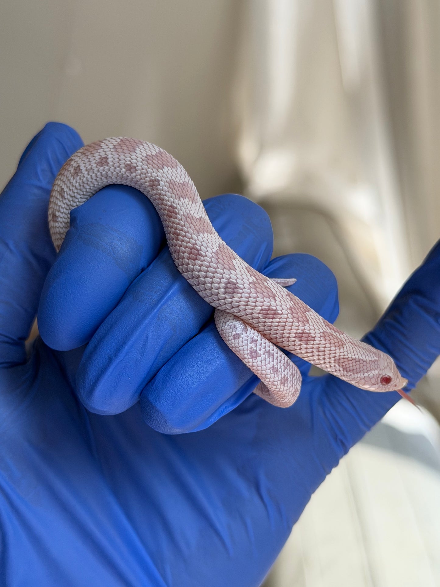 Snow Conda 66%ph Hypo