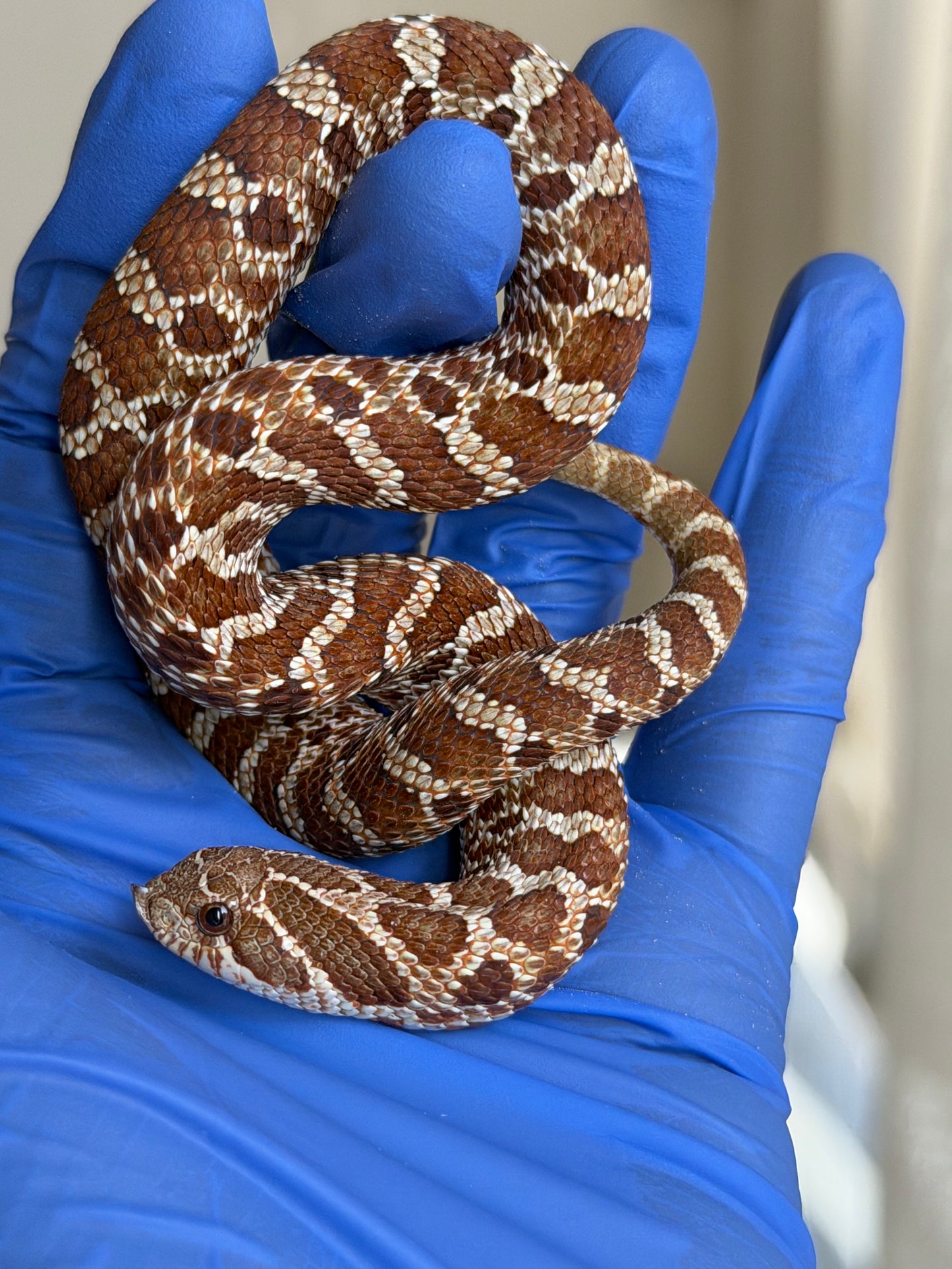 2025 紫紅極端紅X純血沃瑪Cross F1 ♀ (H25051)