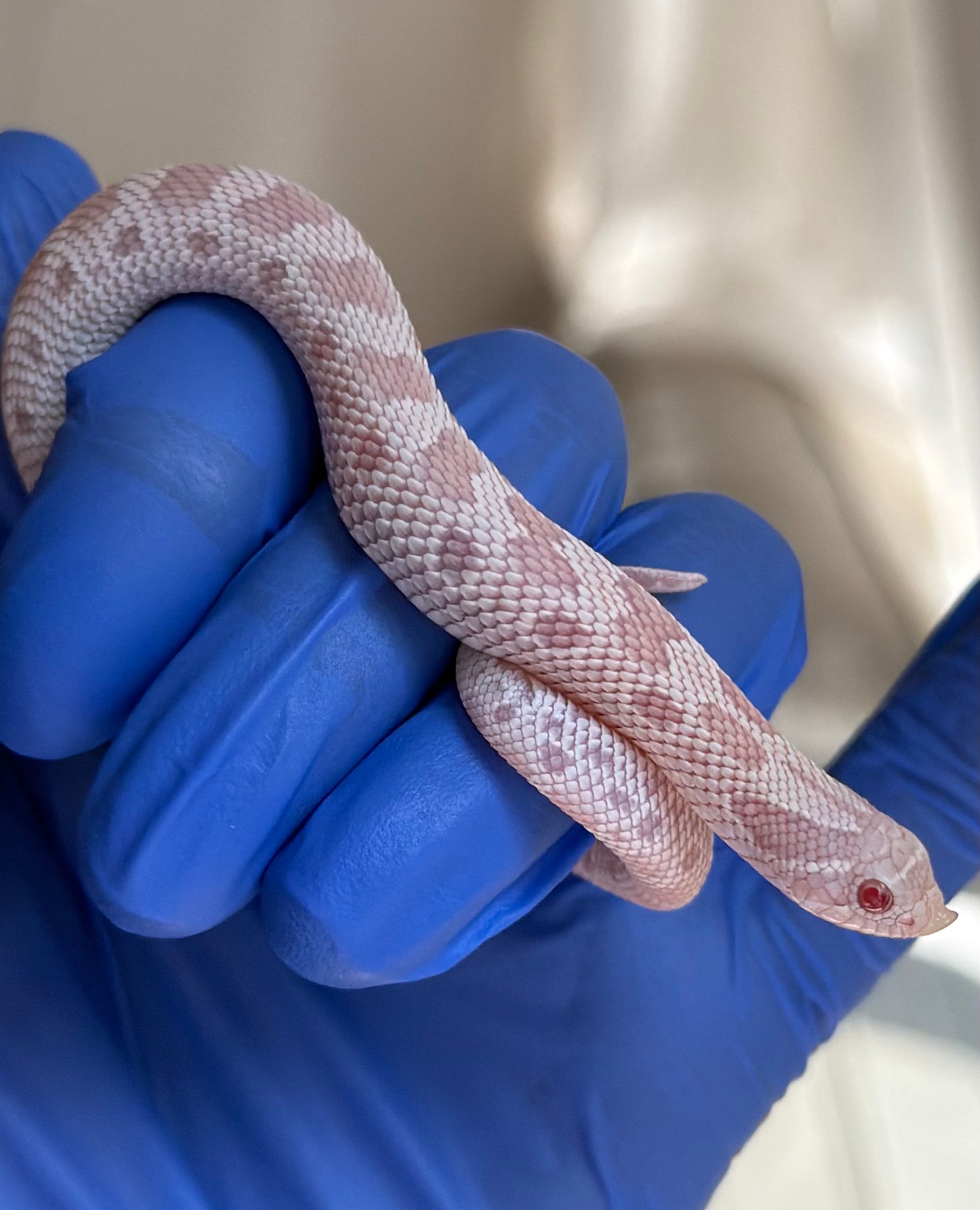 Snow Conda 66%ph Hypo