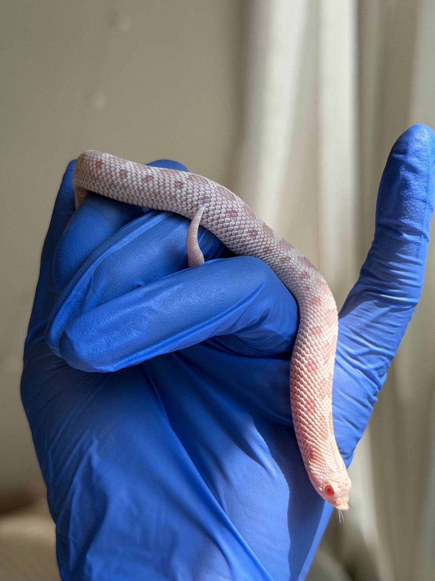 Snow Conda 66%ph Hypo