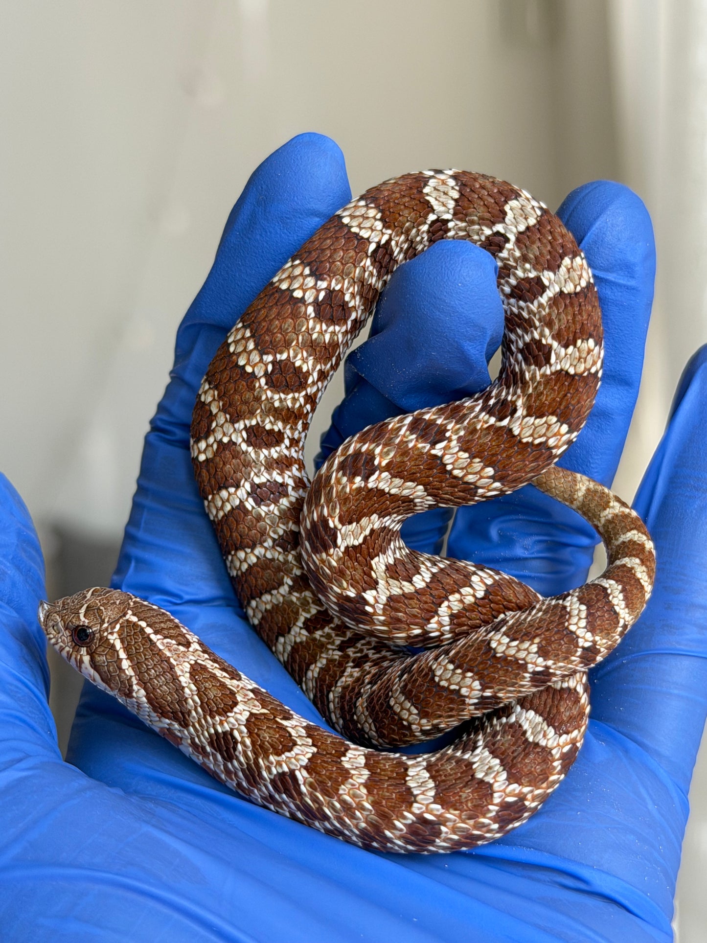 2025 紫紅極端紅X純血沃瑪Cross F1 ♀ (H25051)