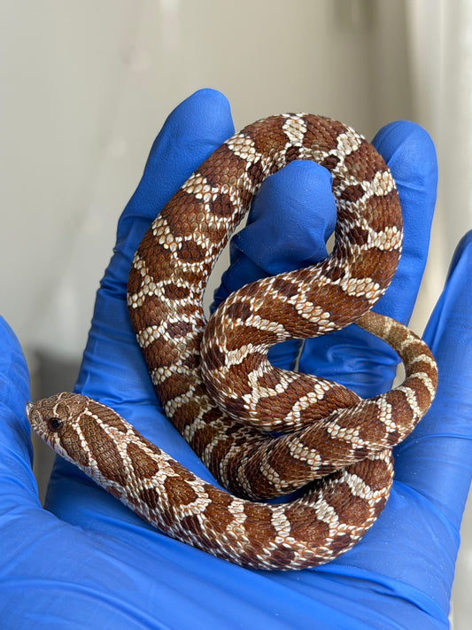 2025 紫紅極端紅X純血沃瑪Cross F1 ♀ (H25051)