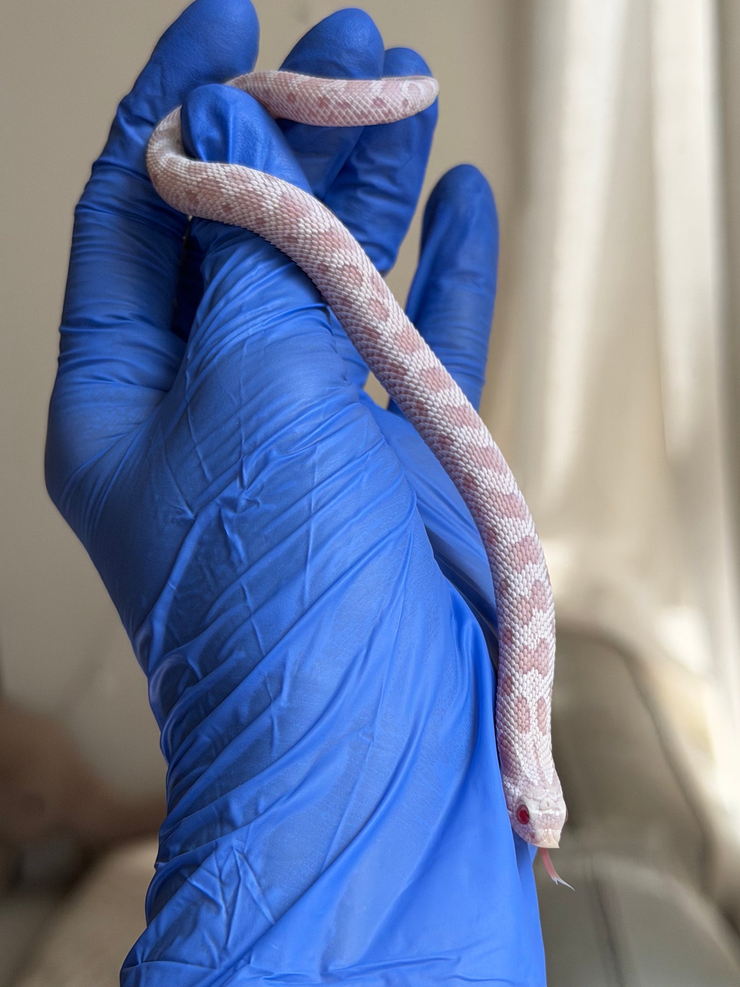 Snow Conda 66%ph Hypo