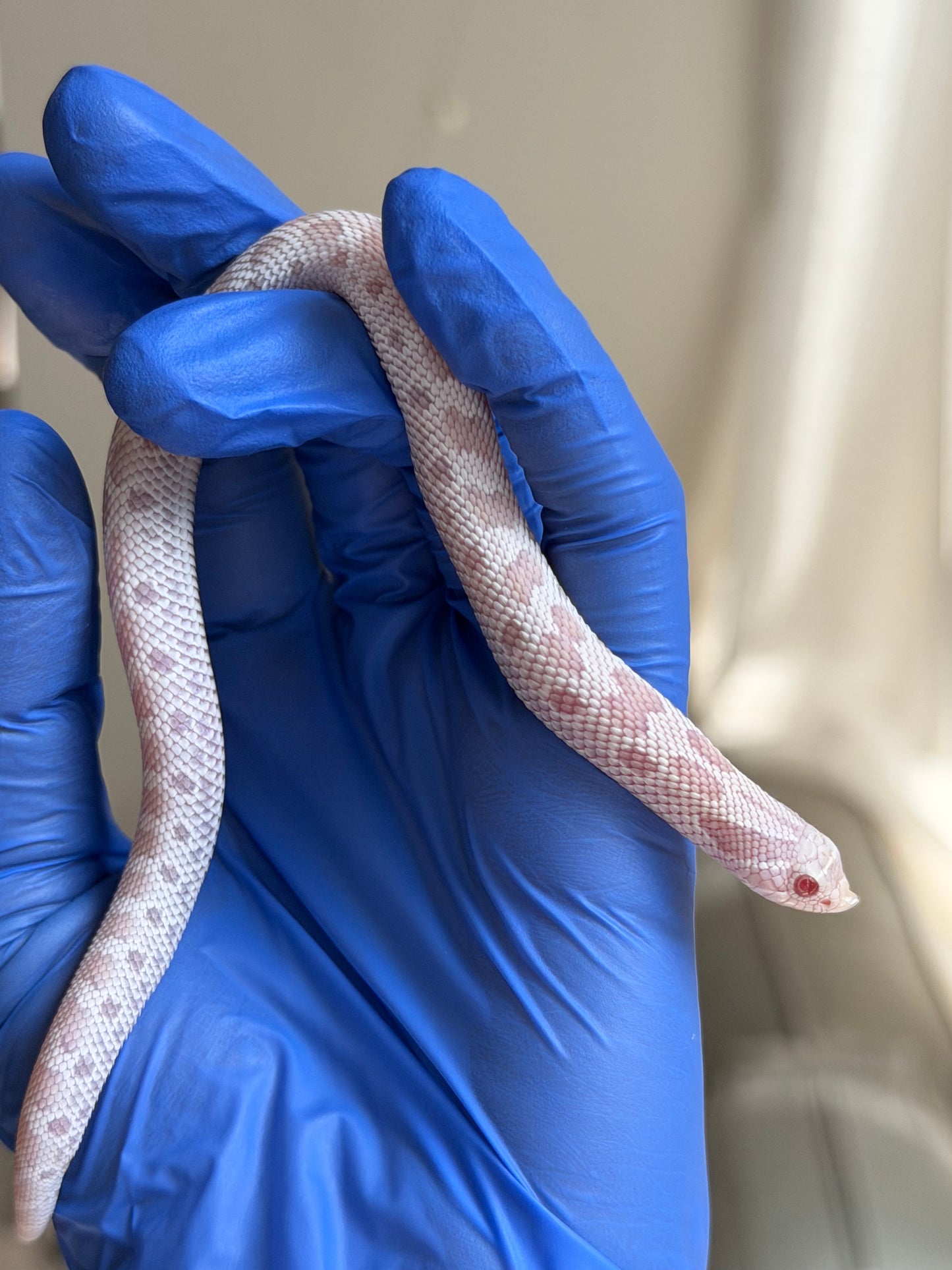 Snow Conda 66%ph Hypo