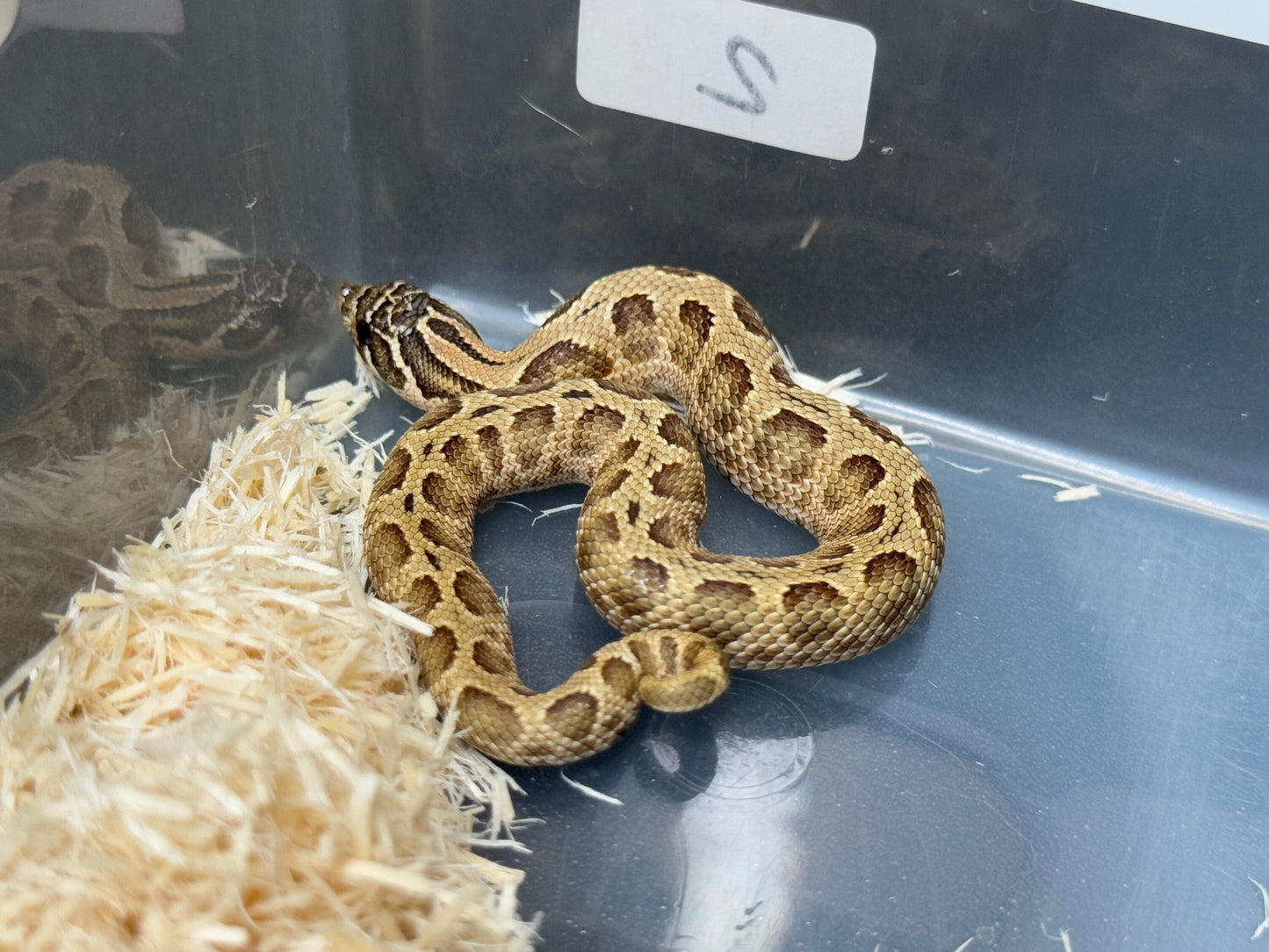 2025 康達Het白化, 檸檬鬼沃瑪血系 ♀ (H25437)