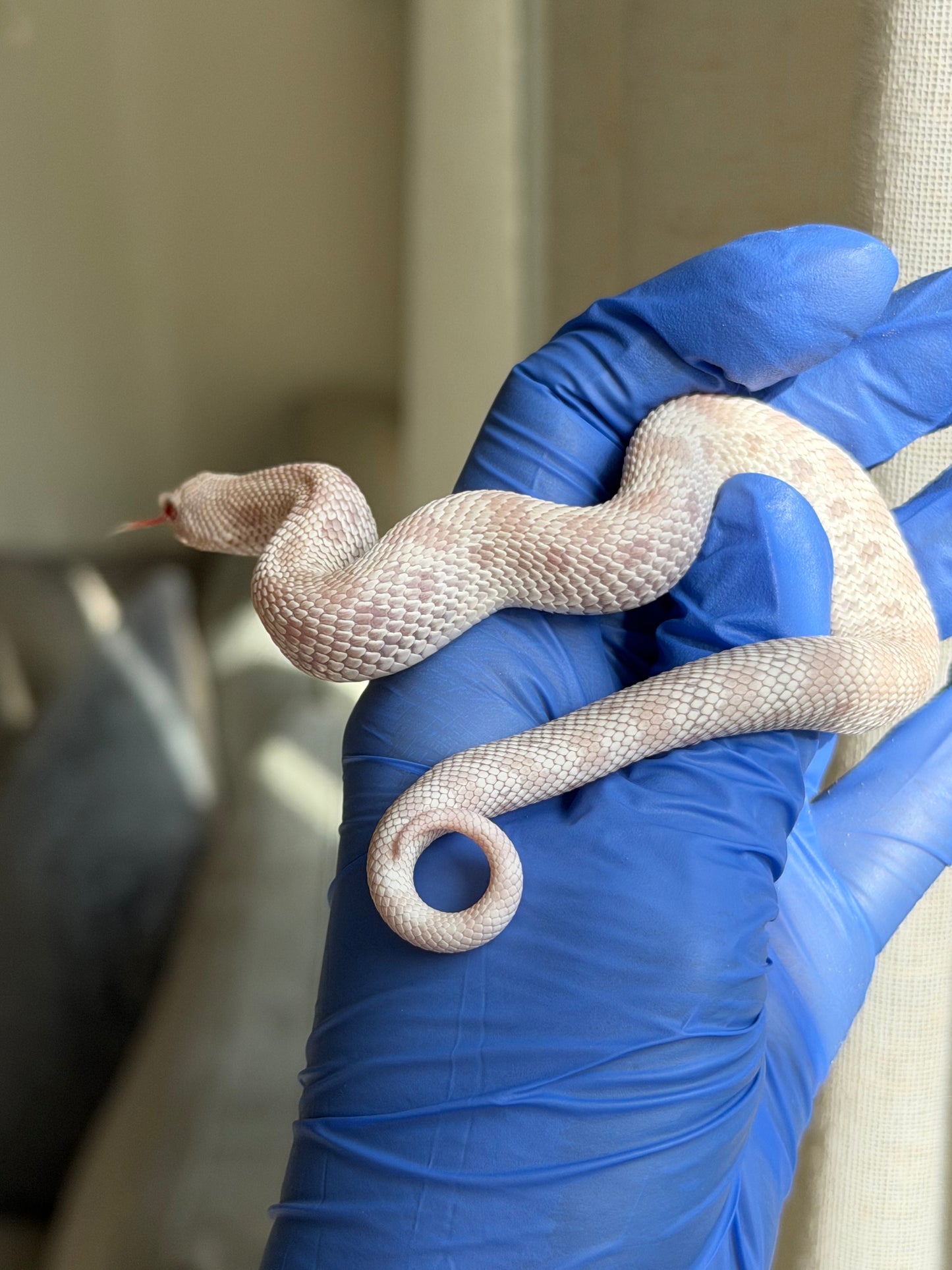 2025 雪白康達 ♂ (H25288)