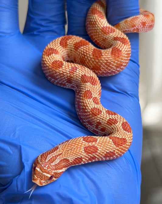 Extreme Red Albino Conda Het Coral