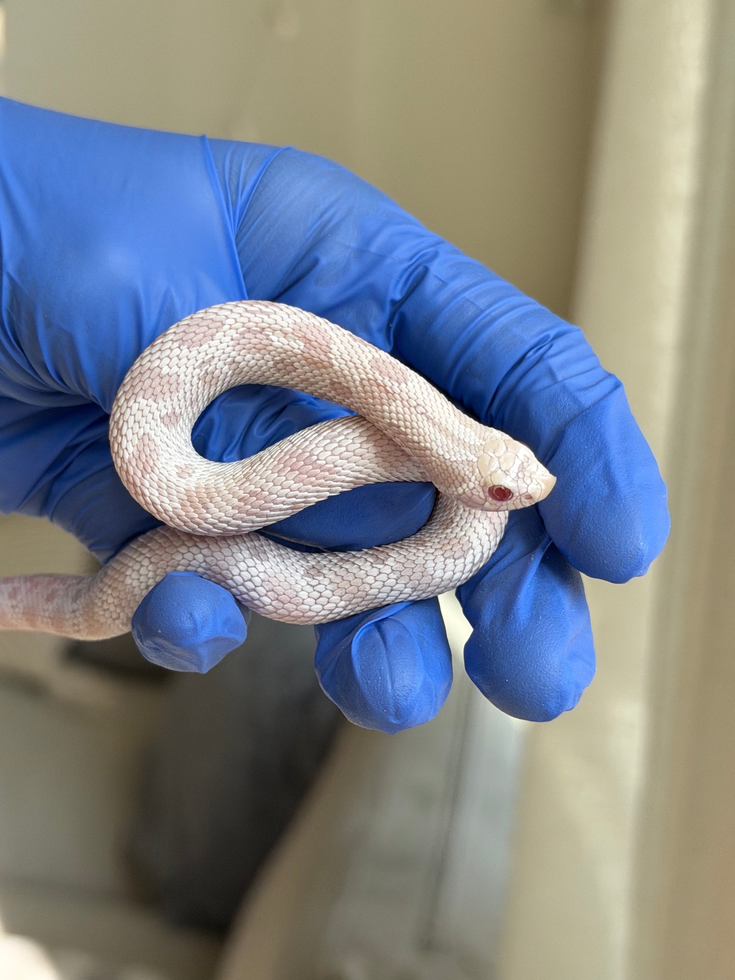 2025 雪白康達 ♂ (H25288)