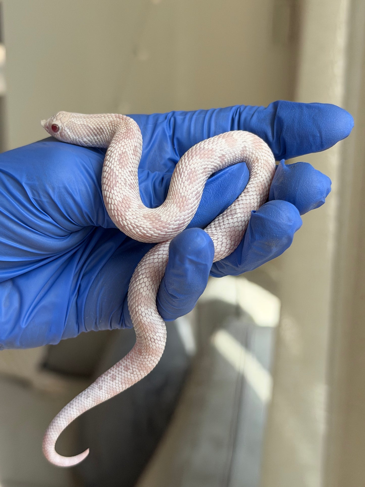 2025 雪白康達 ♂ (H25288)