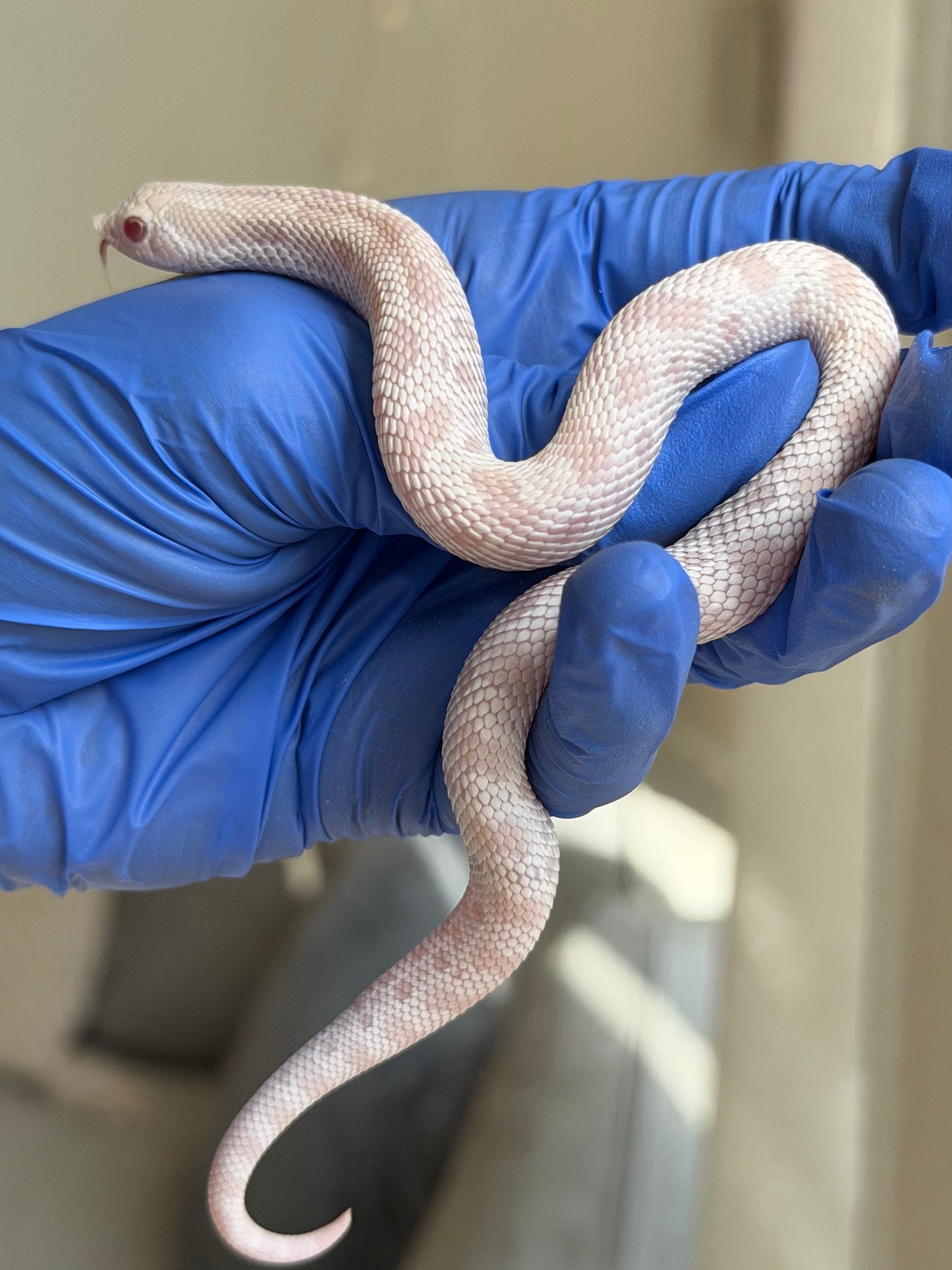 2025 雪白康達 ♂ (H25288)