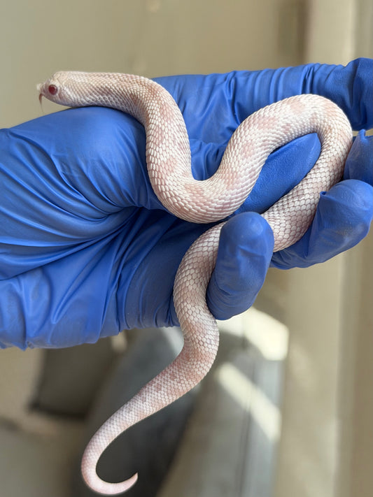 2025 雪白康達 ♂ (H25288)