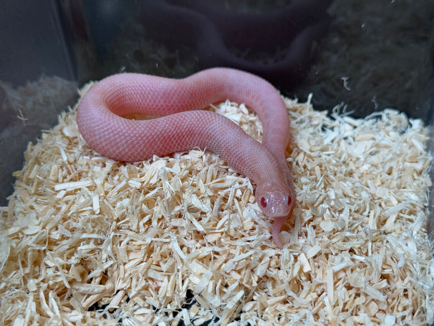 2025 超級北極太陽爆炸康達 ♀ (H25358)