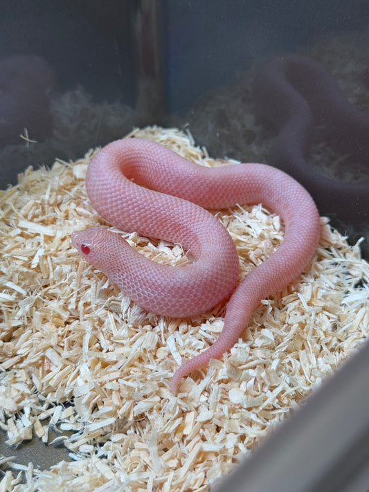 2025 超級北極太陽爆炸康達 ♀ (H25358)