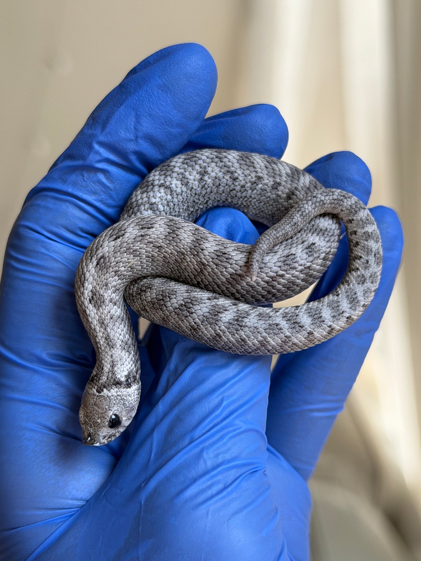Axanthic Cinnamon Het Toxic