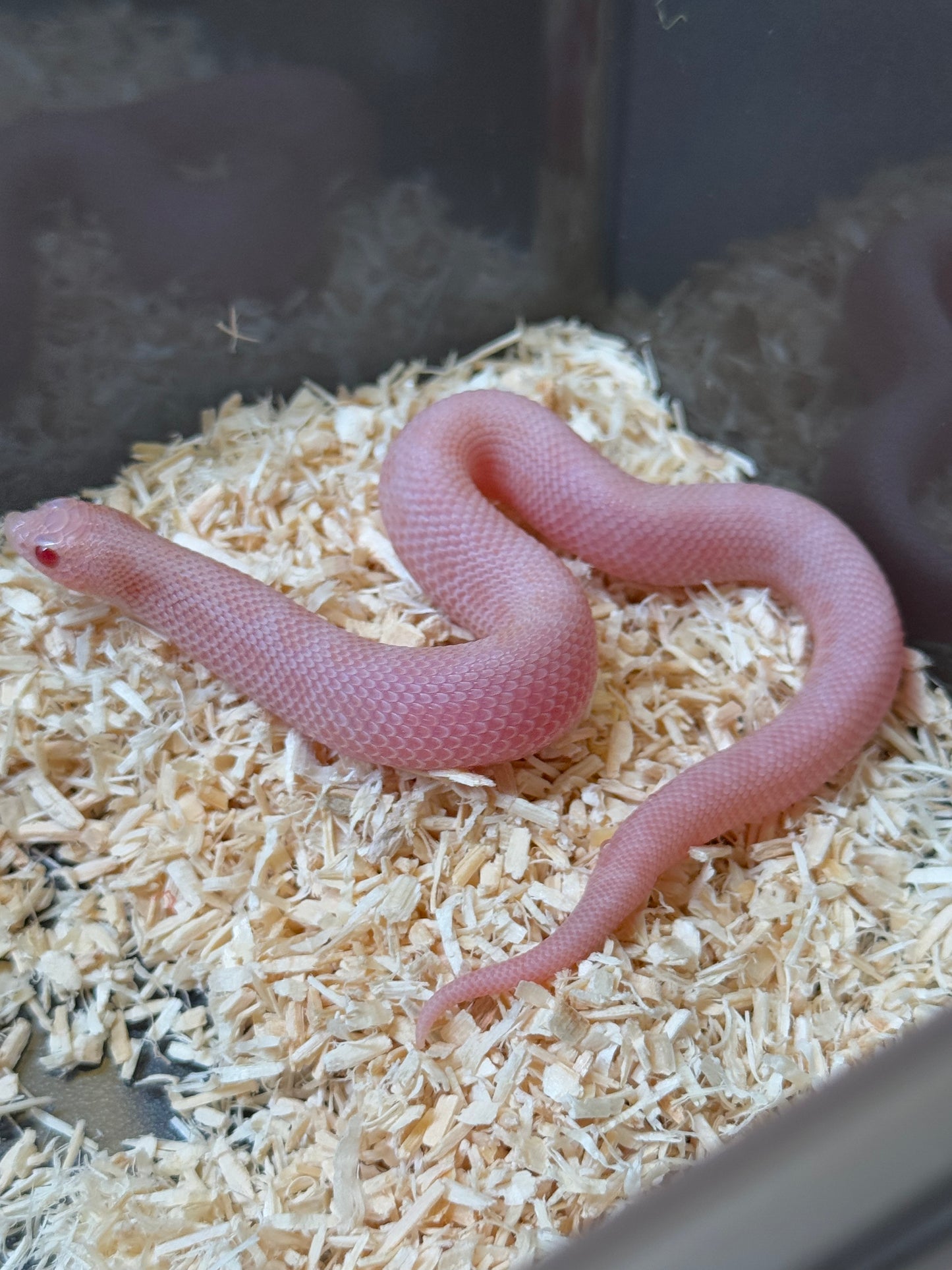 2025 超級北極太陽爆炸康達 ♀ (H25358)