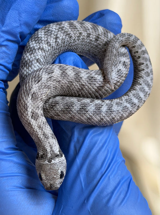 Axanthic Cinnamon Het Toxic