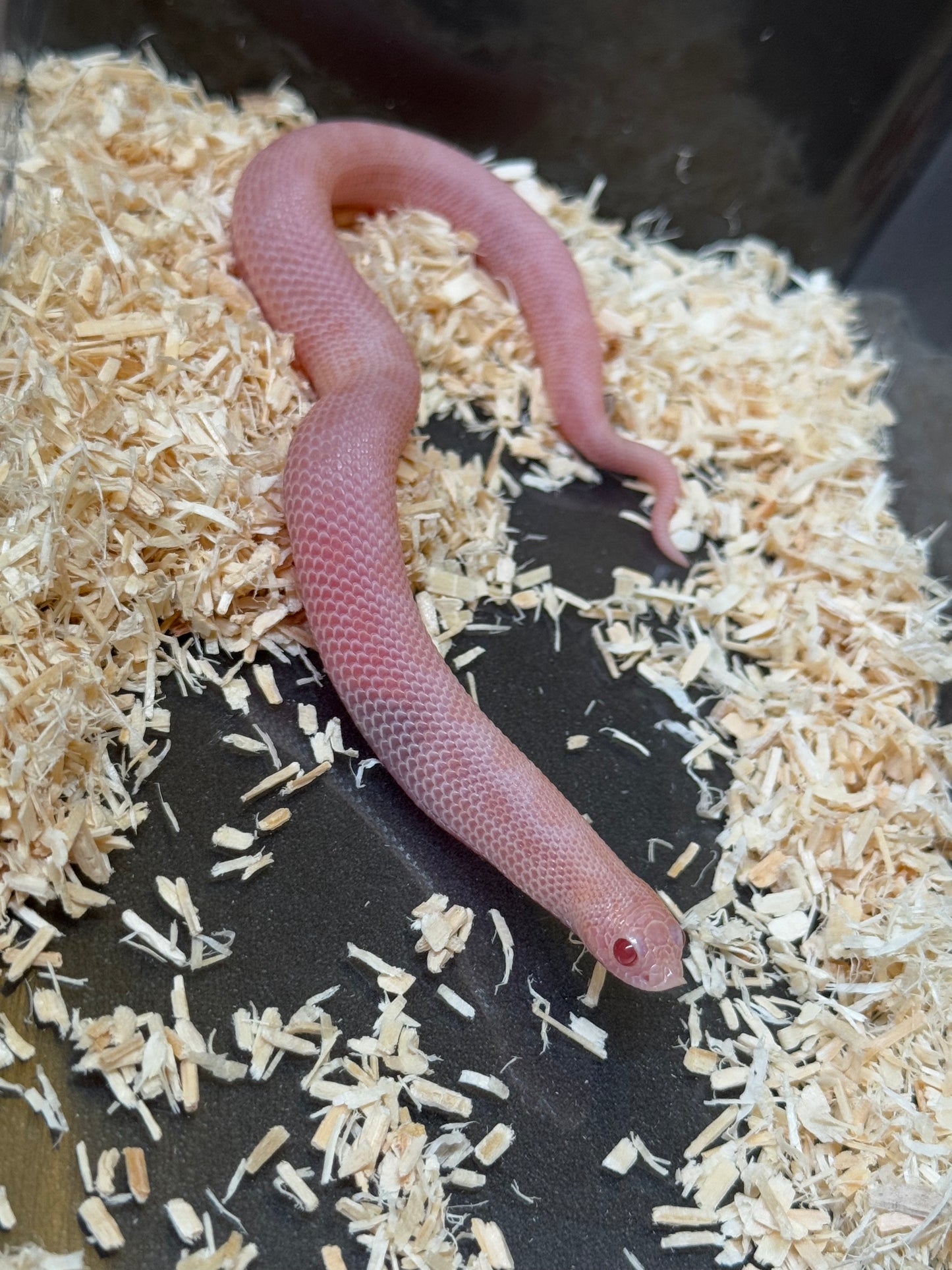 2025 超級北極太陽爆炸康達 ♀ (H25358)