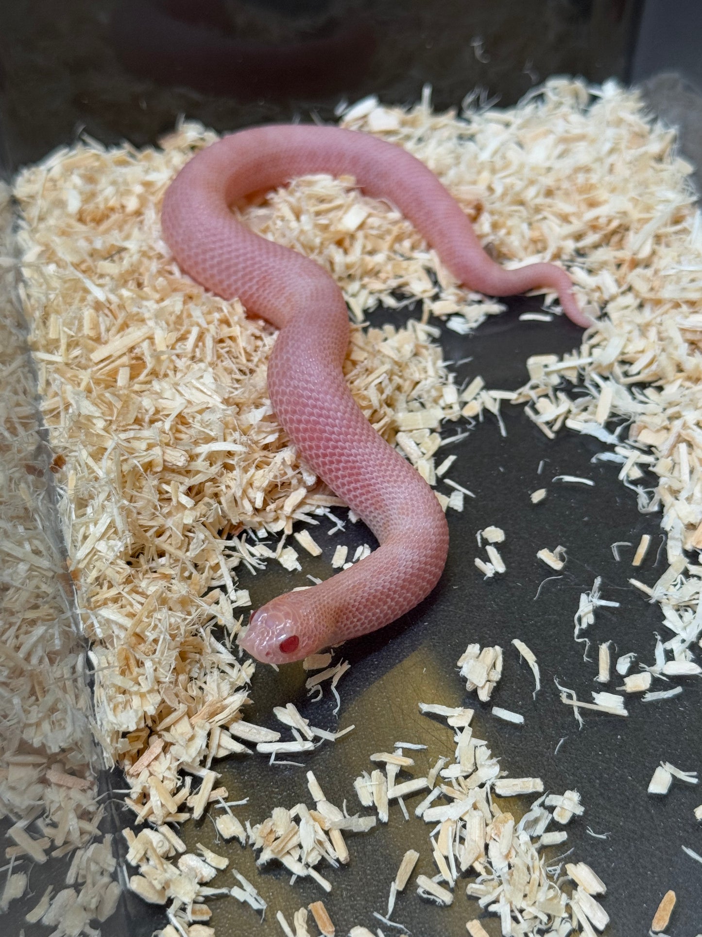 2025 超級北極太陽爆炸康達 ♀ (H25358)