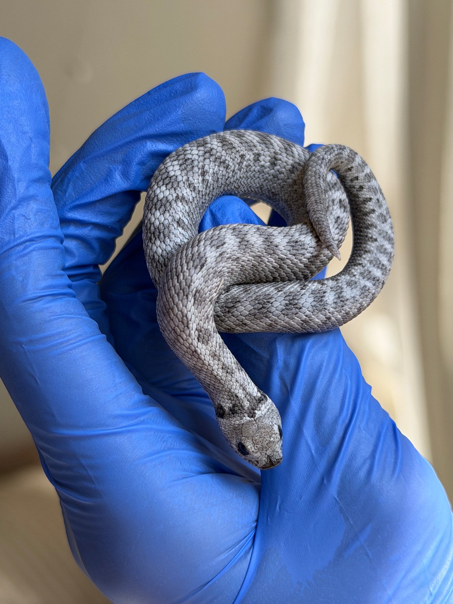 Axanthic Cinnamon Het Toxic